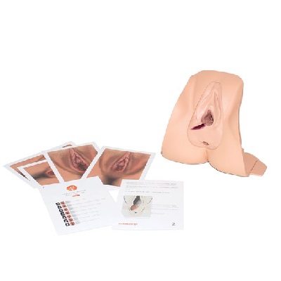 61101-mediolateral_perineal_repair_trainer-light-01