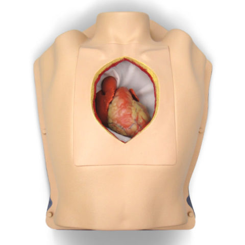 Torace con cuore battente per il training cardiochirurgico 1