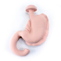 Trainer Endoscopico per il Tratto Superiore Gastrointestinale 2