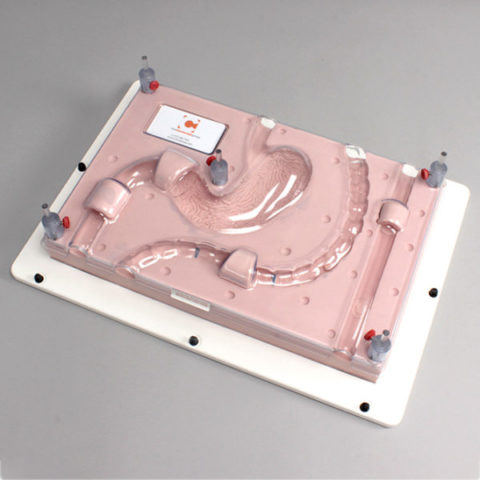 Trainer Endoscopico per le procedure Gastrointestinali 1